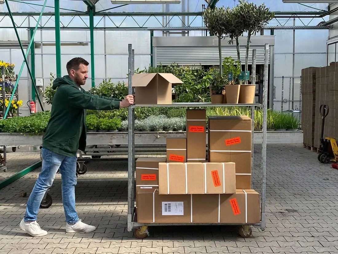Ein Mitarbeiter von Bloomify schiebt einen Rollwagen mit Versandkartons durch das Gewächshaus.